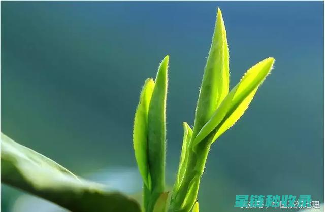 从垃圾到可再生能源